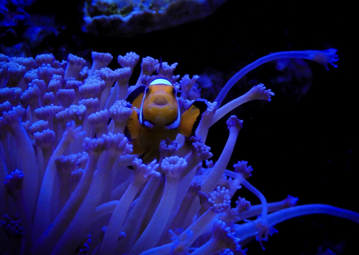 Clownvis in anemoon — zeeaquarium met koralen