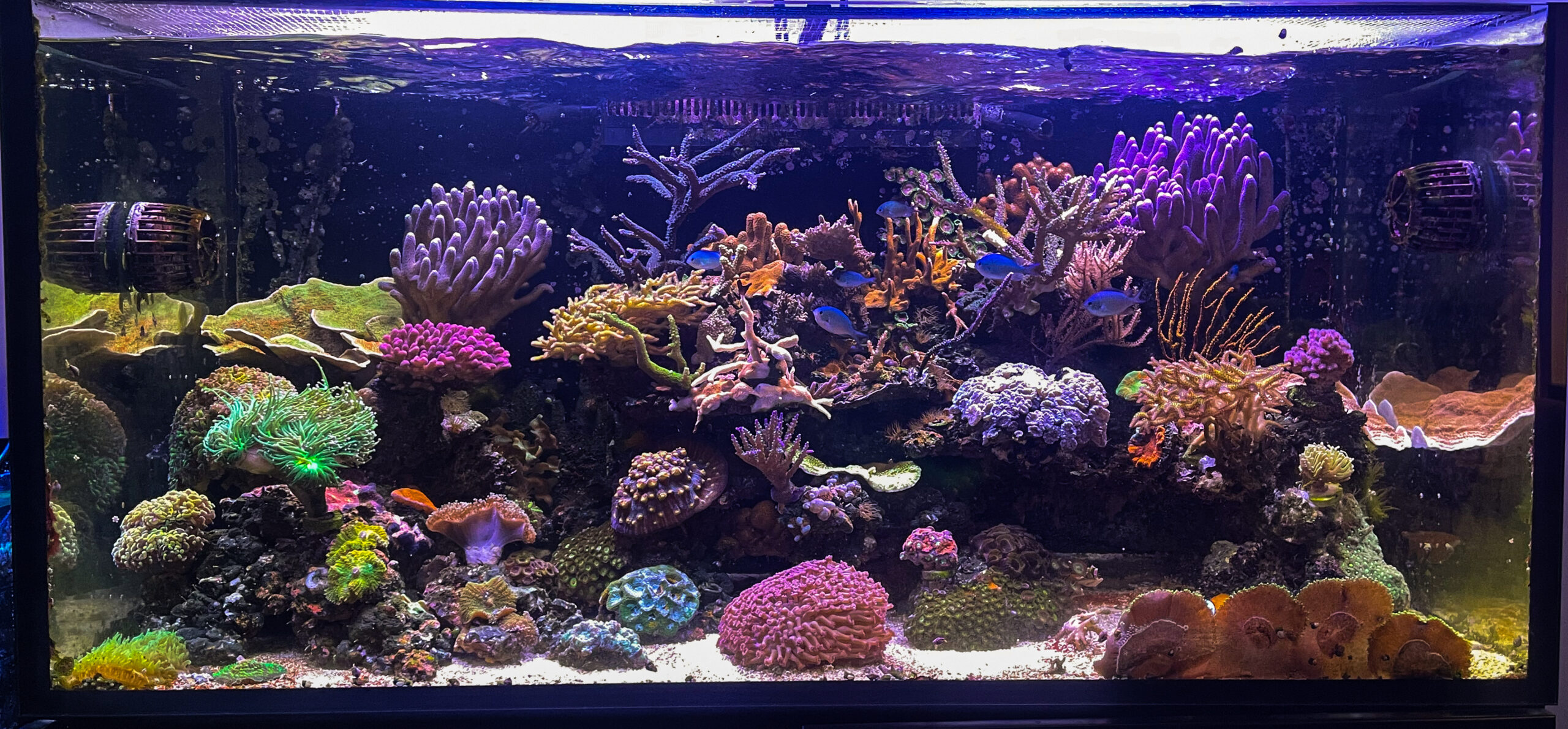 Red Sea 425XL SPS-gedomineerd aquarium 400 liter zeeaquarium advies